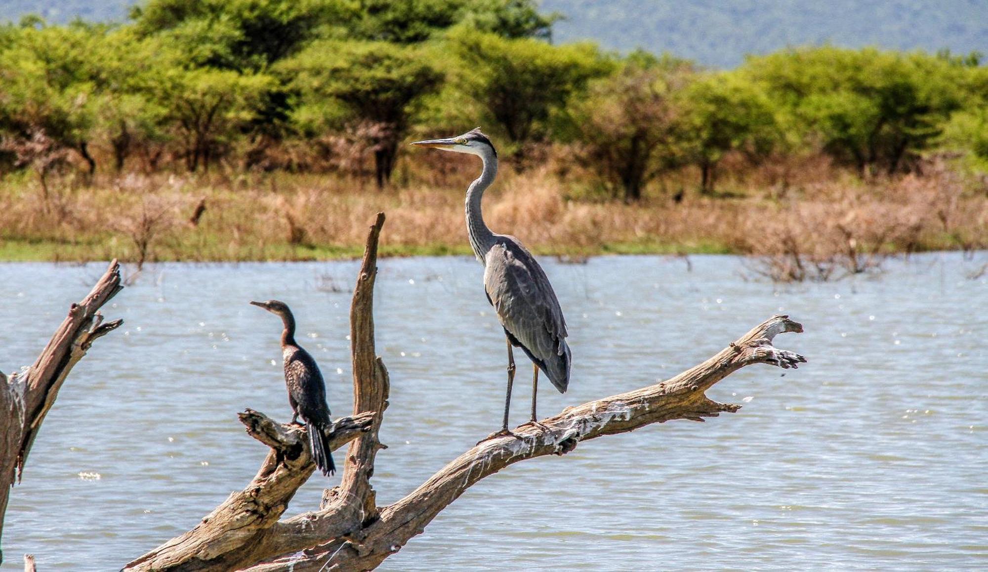 Shayamoya Tiger Fishing And Game Lodge Pongola Buitenkant foto